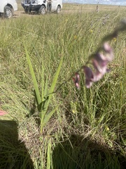 Gladiolus crassifolius