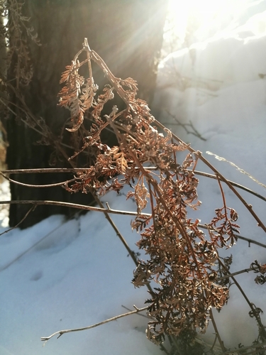 Artemisia sacrorum iNat (3)