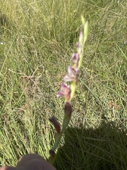 Gladiolus crassifolius
