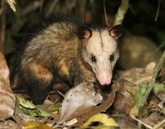 Didelphis