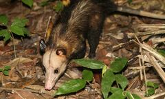 Didelphis