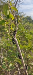 Pachylis pharaonis