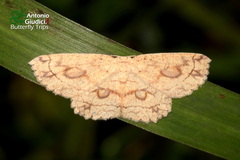 Cyclophora heydena