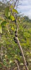 Pachylis pharaonis