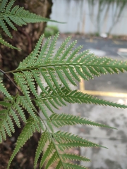 Davallia denticulata