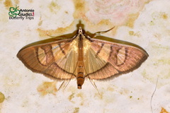 Glyphodes badialis