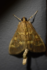 Ostrinia