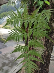 Davallia denticulata