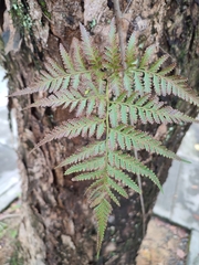 Davallia denticulata