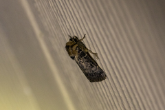 Proteuxoa sanguinipuncta