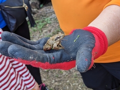 Rana longicrus