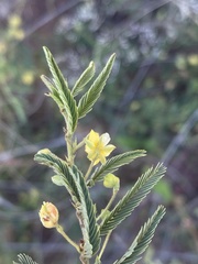 Chamaecrista capensis