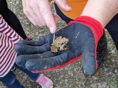 Rana longicrus