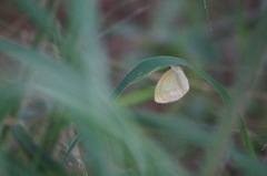 Eurema elathea