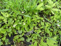 Viola macloskeyi