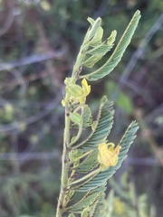 Chamaecrista capensis