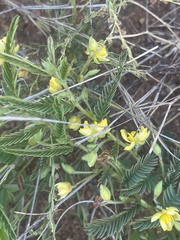 Chamaecrista capensis