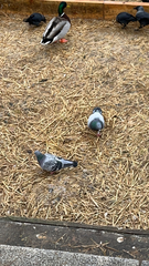 Columba livia domestica