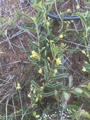 Chamaecrista capensis