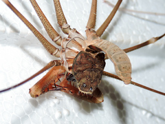 Acanthophrynus coronatus