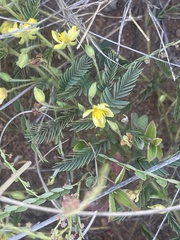 Chamaecrista capensis