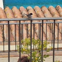 Curruca melanocephala