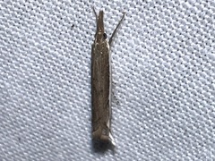 Raphiptera argillaceellus