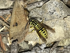 Vespula sulphurea