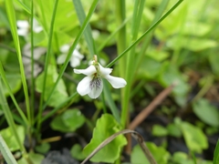 Viola macloskeyi