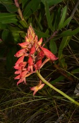 Disa ferruginea
