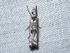 Microcrambus minor