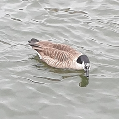 Branta canadensis
