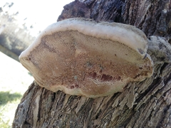 Inocutis tamaricis