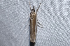 Crambus praefectellus