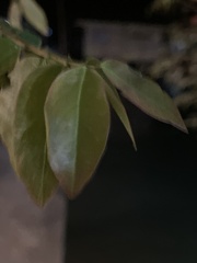 Phyllanthus acidus