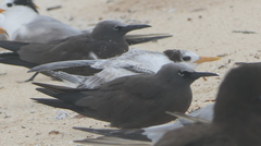 Thalasseus bengalensis