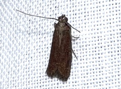 Varneria postremella