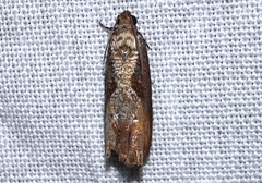Episimus tyrius