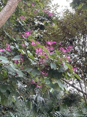 Bauhinia purpurea