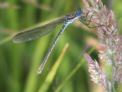 Austrolestes cingulatus