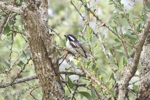 Spot-flanked Barbet (Tricholaema lacrymosa), photo 9
