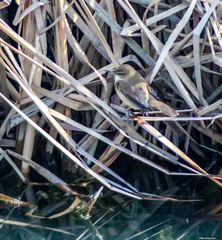 Acrocephalus stentoreus