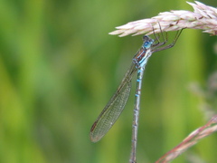 Austrolestes cingulatus