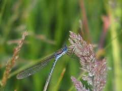 Austrolestes cingulatus