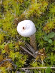 Tulostoma brumale