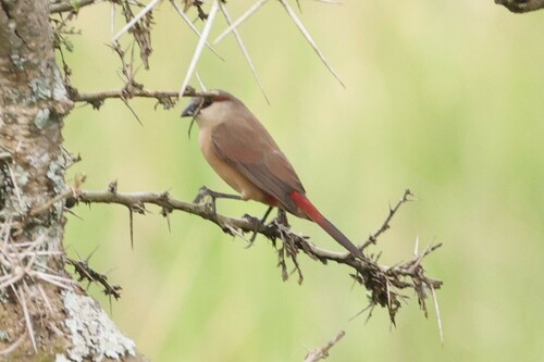 Crimson-rumped Waxbill (Estrilda rhodopyga), photo 9