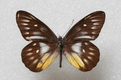 Delias pasithoe parthenope