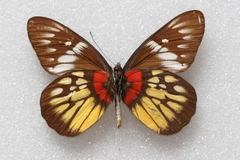 Delias pasithoe parthenope