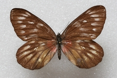 Delias pasithoe parthenope