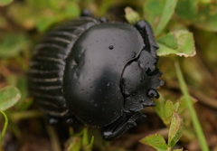 Scarabaeus laticollis